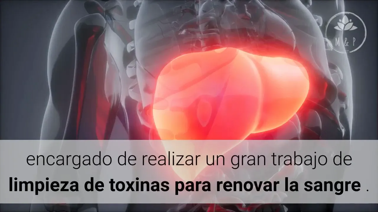 Proceso de limpieza del hígado durante la noche