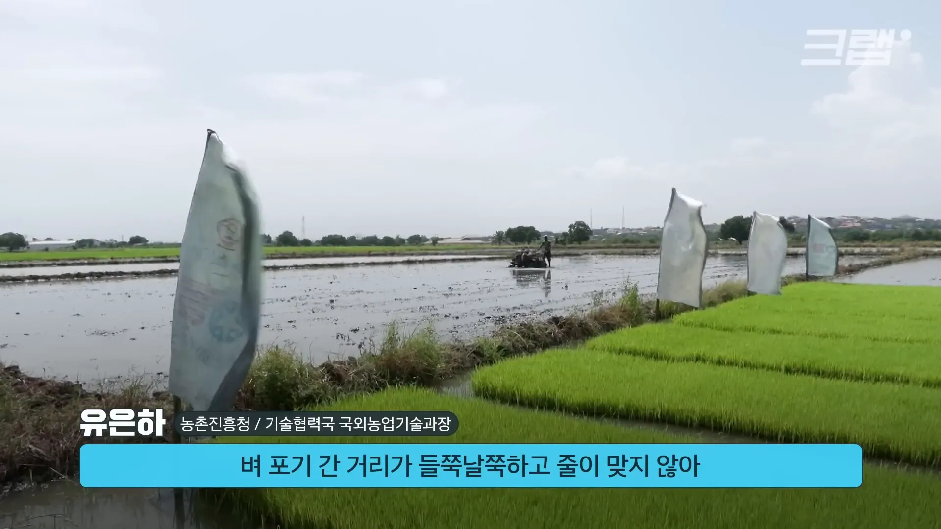 아프리카에서의 통일미 부흥 설명