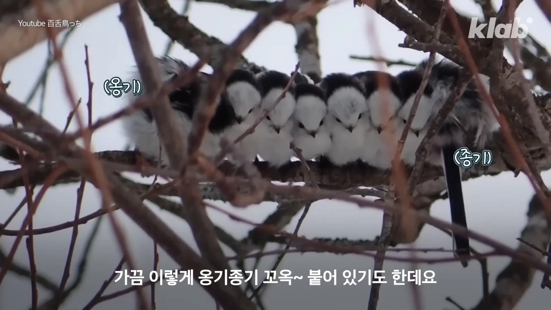 온기를 나누는 흰머리 오목눈이들