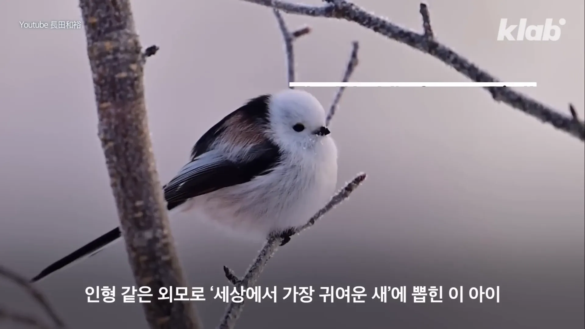 귀여운 흰머리 오목눈이의 모습