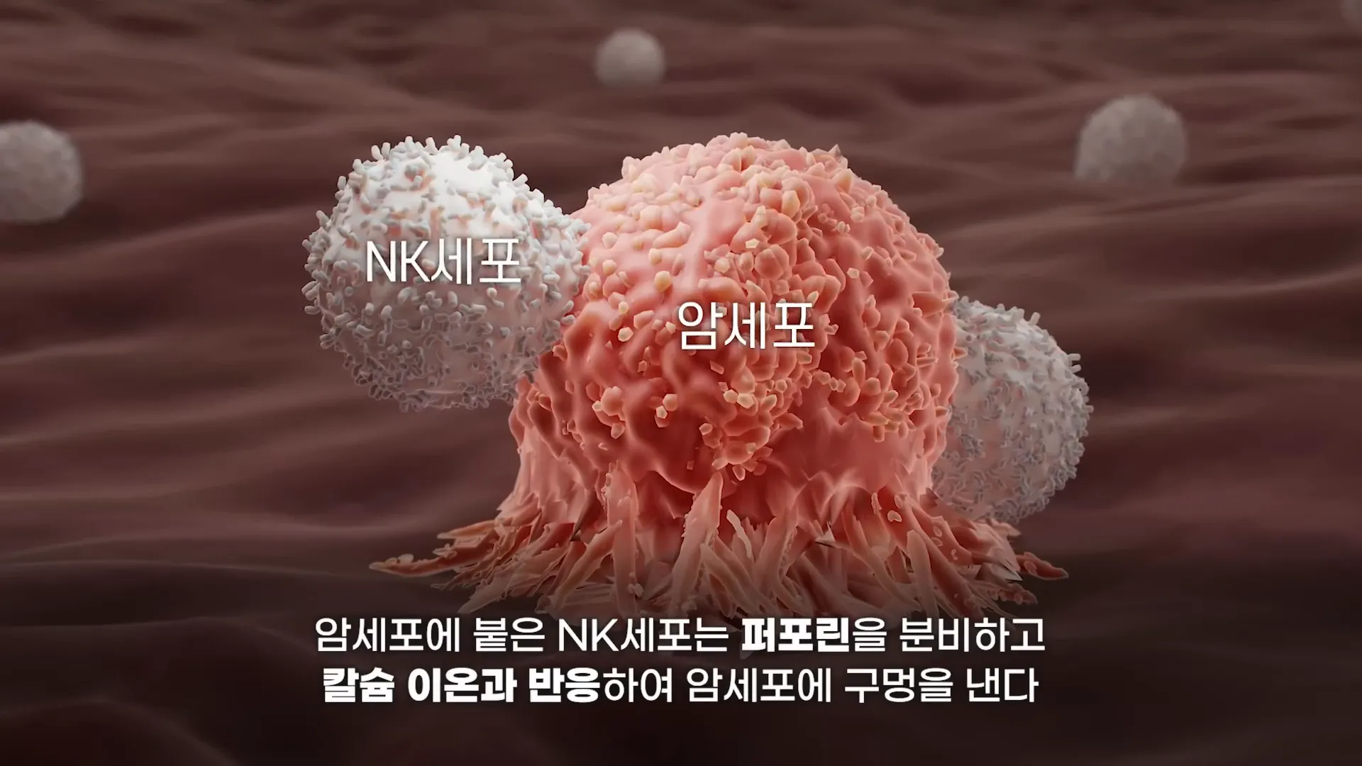 NK 세포가 암세포를 공격하는 과정