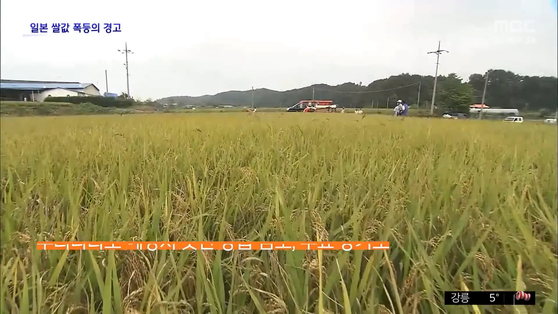 한국 쌀 시장