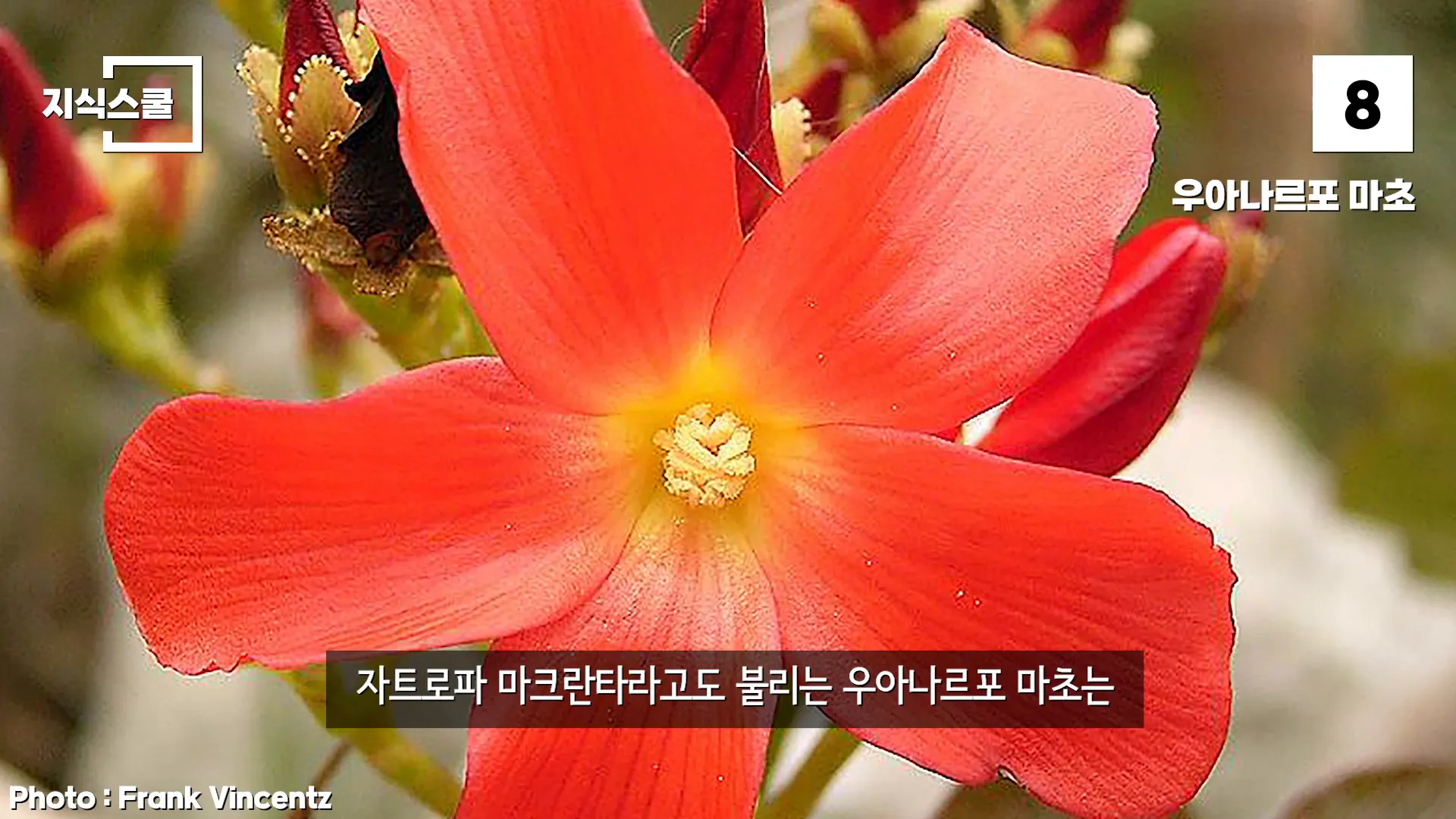 우아나 그포 마초의 모습