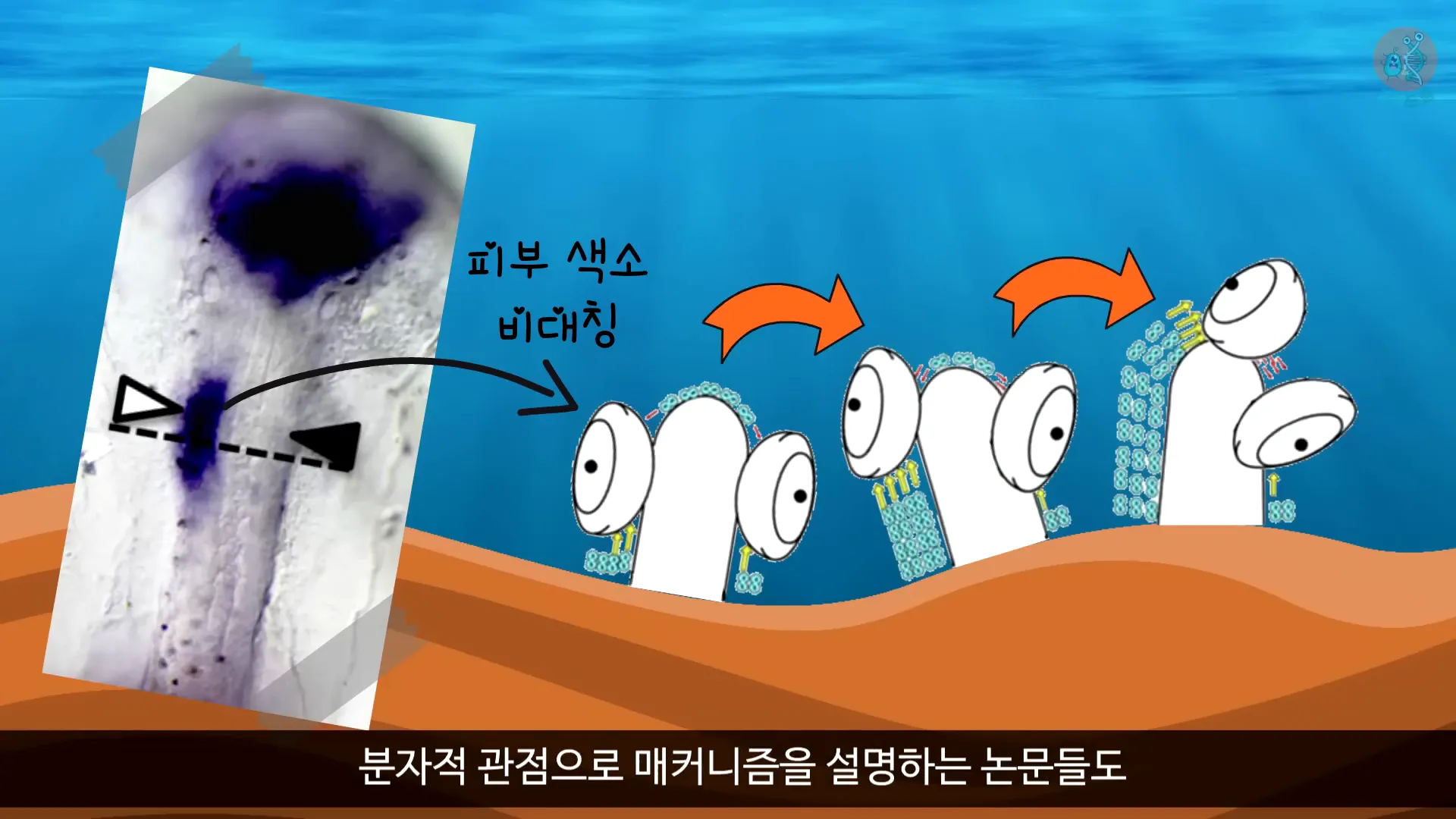 넙치의 배아 구조