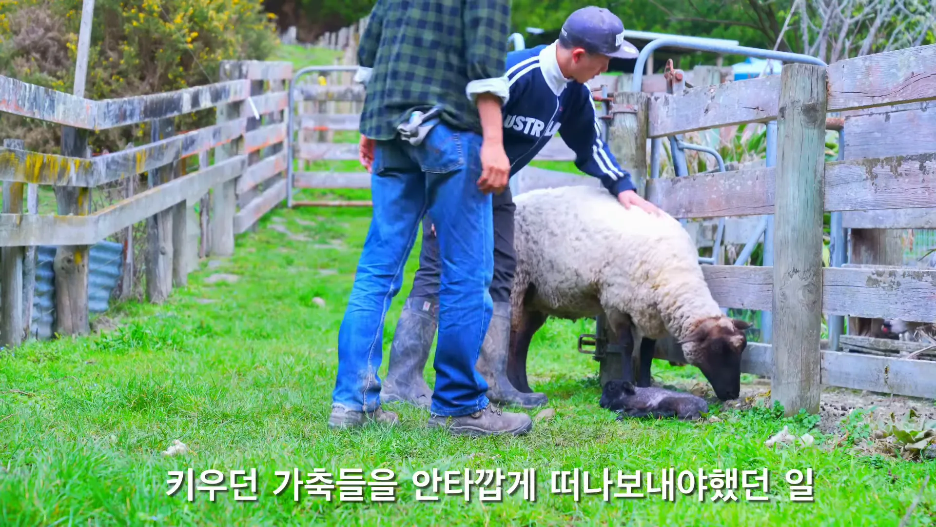 반려견과의 추억