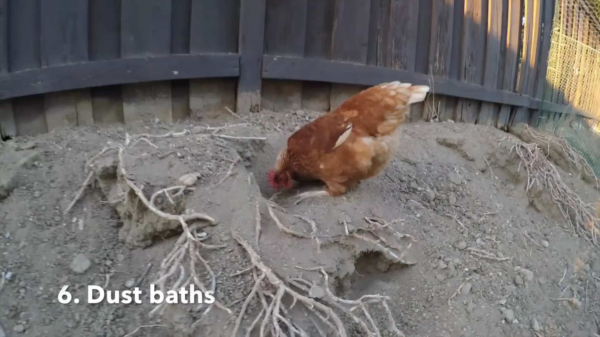 Chickens taking dust baths