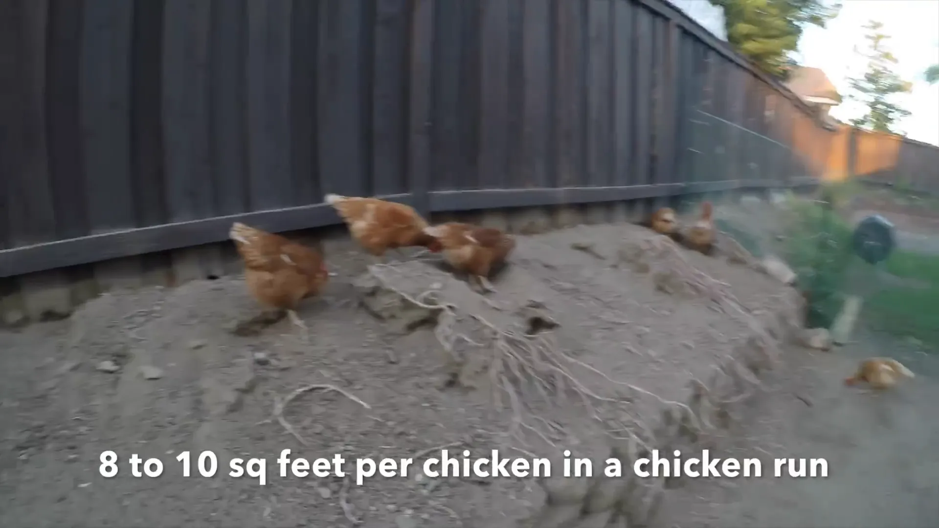 Space requirements for chickens