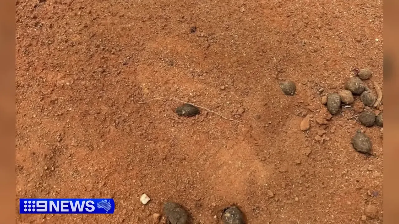 Reporter describing the discovered footprint in the outback