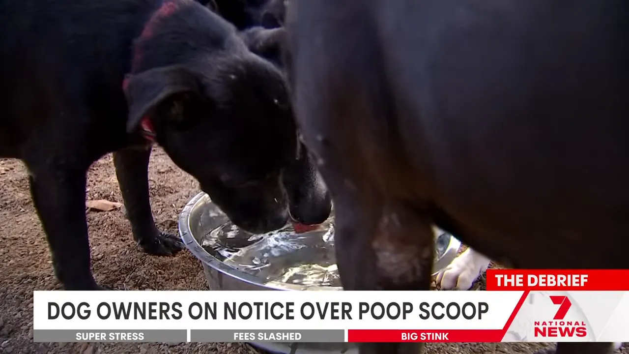 Two black dogs drinking from a metal bowl in a park with on‑screen headline 'Dog owners on notice over poop scoop'.