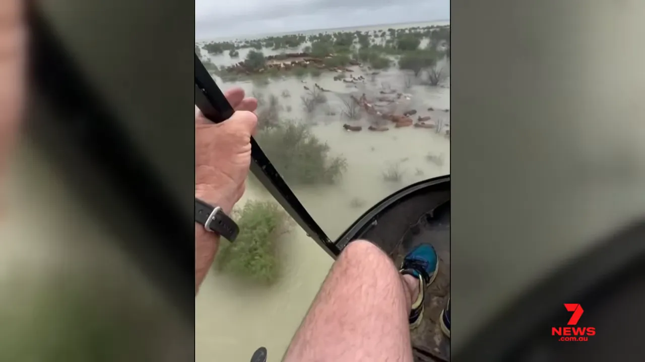 View from a helicopter looking down at a large mob of cattle stranded in shallow floodwater, with the pilot's hand on the frame.