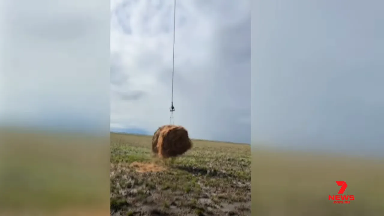 Helicopter sling lifting a round hay bale for an emergency fodder drop to stranded livestock