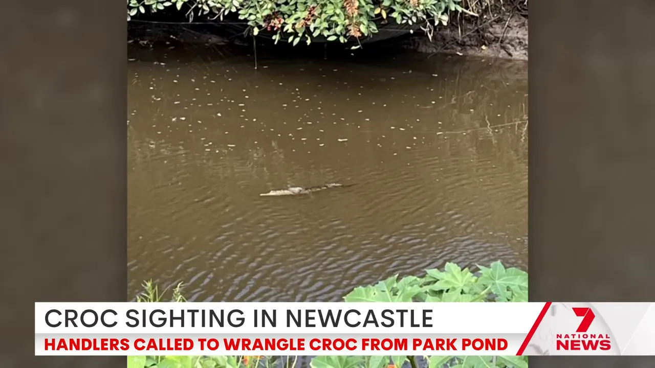 Juvenile crocodile swimming in a suburban park pond near overhanging vegetation
