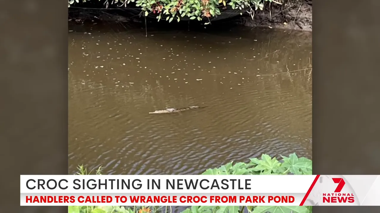 Juvenile crocodile swimming in a murky suburban pond near overhanging vegetation