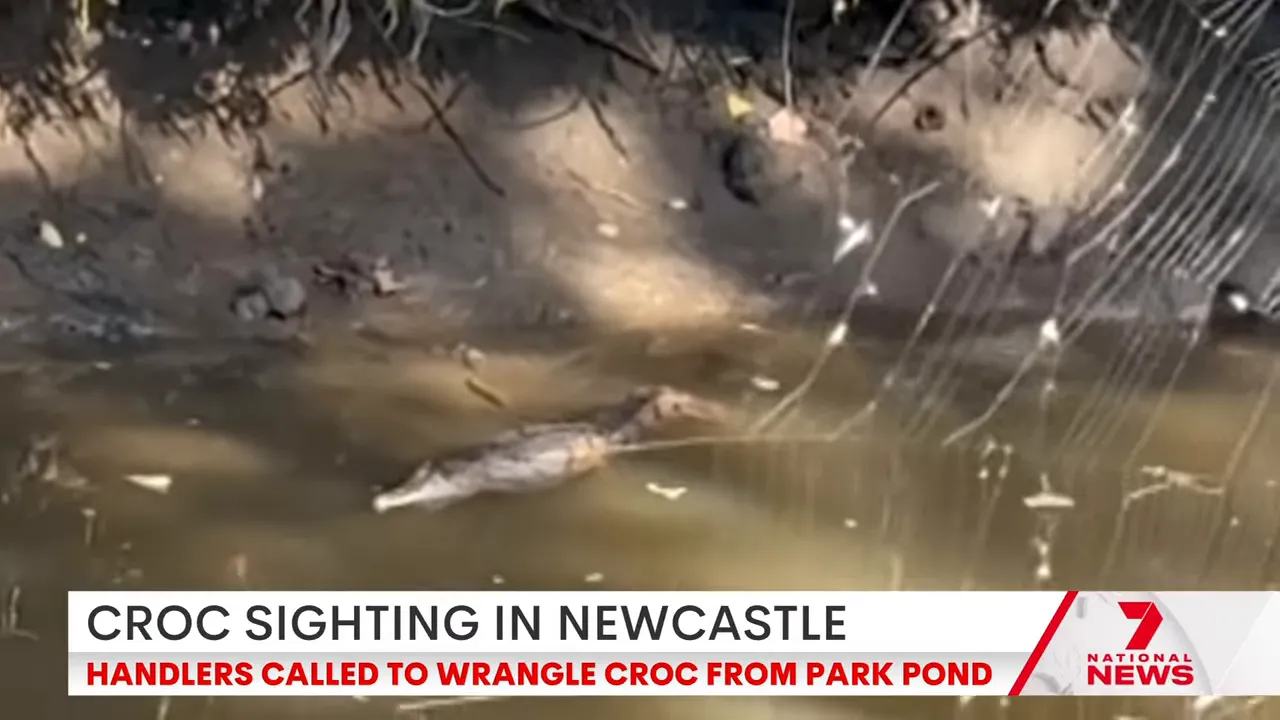 Juvenile crocodile floating in a suburban pond with news caption 'Croc sighting in Newcastle'