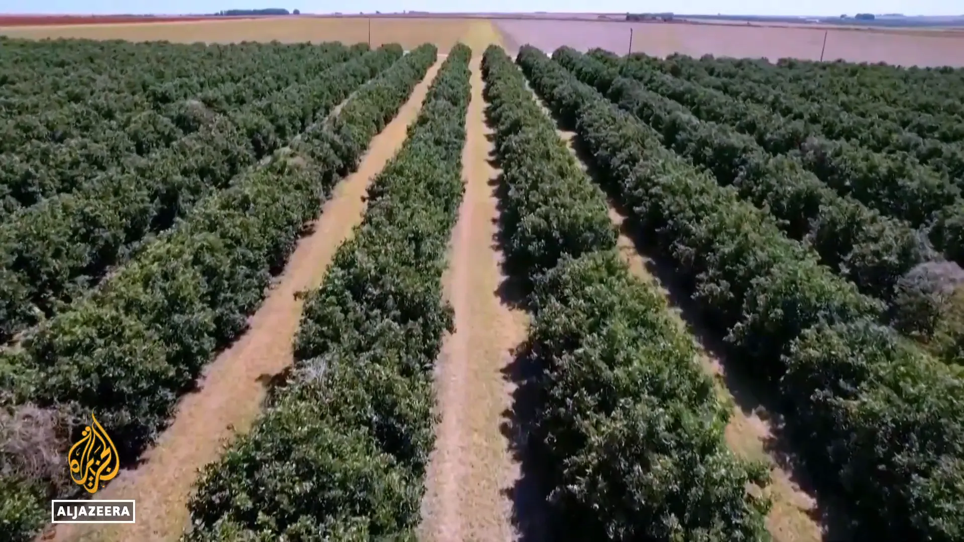 Orange juice production in Brazil