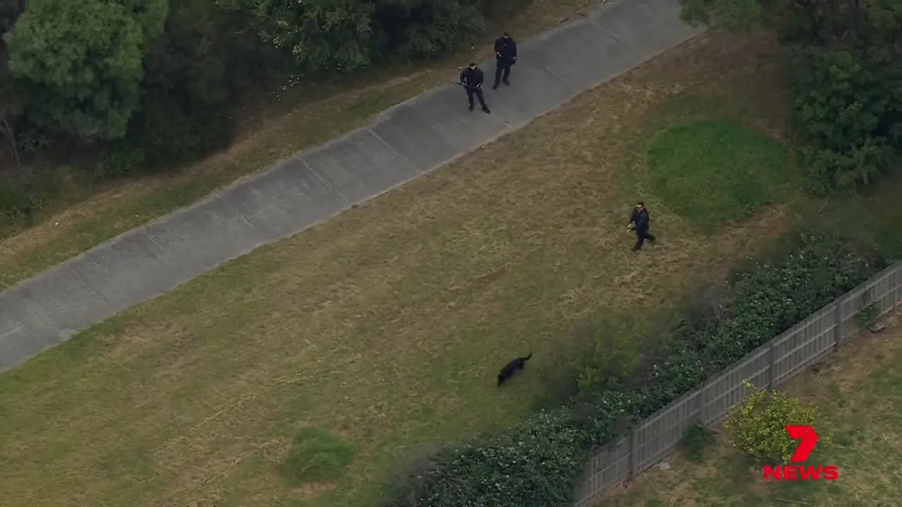 aerial view of police officers and a police dog searching grassy verge and bushland