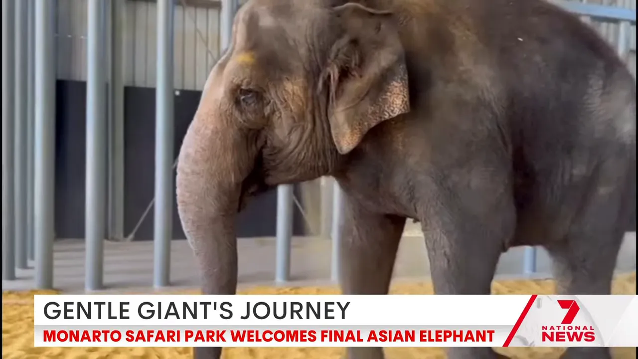 Putra Mass stretching his trunk in the enclosure after arrival
