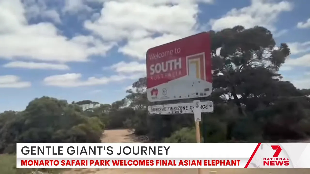 The convoy arriving at Monarto, showing the transport trailer