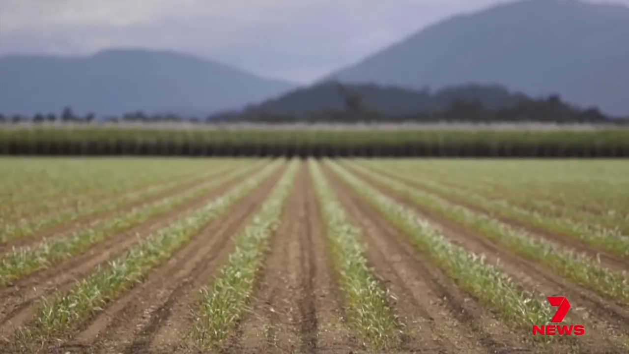 View down agricultural rows in a rural field with mountains in the distance during Australia’s fuel crisis reporting