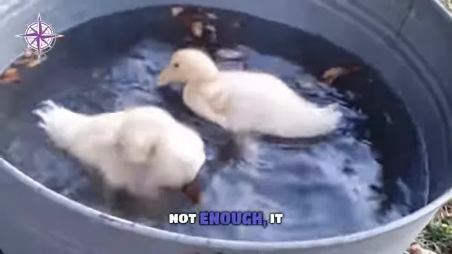 Stacy describing the duck metaphor: calm on surface, paddling underneath