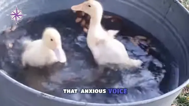 A calm duck on the surface, paddling underneath — metaphor for hidden struggle