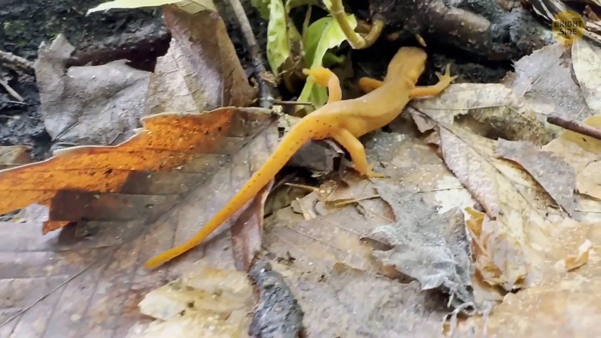What If Humans Were Cold Blooded? 8 Regenerative abilities of cold-blooded creatures