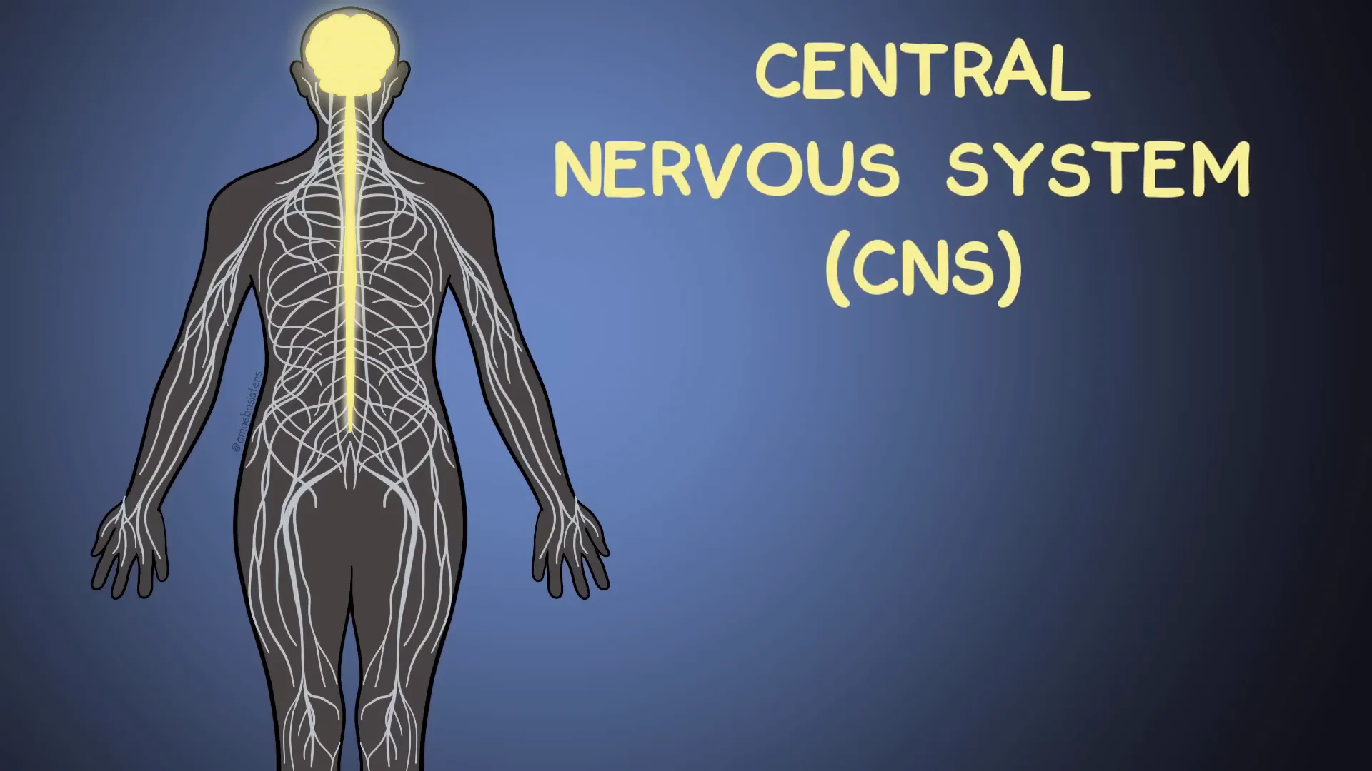 Nervous System: Understanding the Intricacies of Our Body's Command Center 3 Nervous system overview