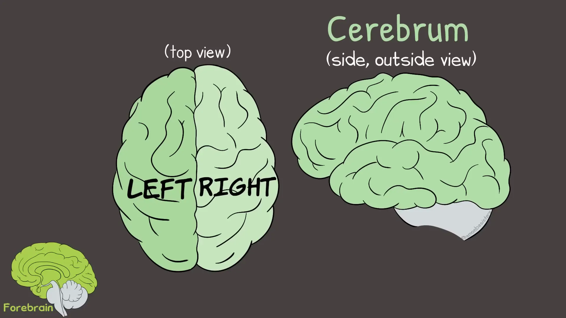 Nervous System: Understanding the Intricacies of Our Body's Command Center 4 Brain regions