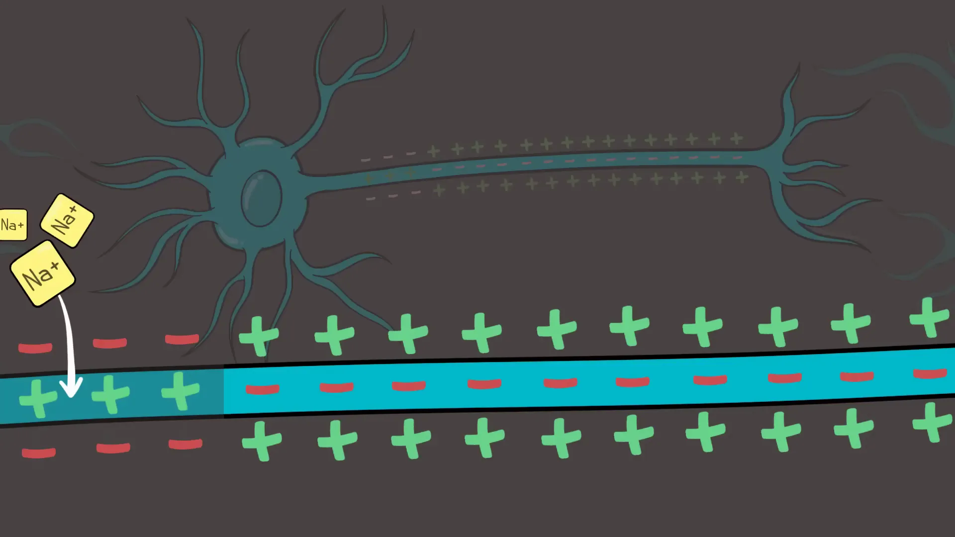 Nervous System: Understanding the Intricacies of Our Body's Command Center 9 Action potential