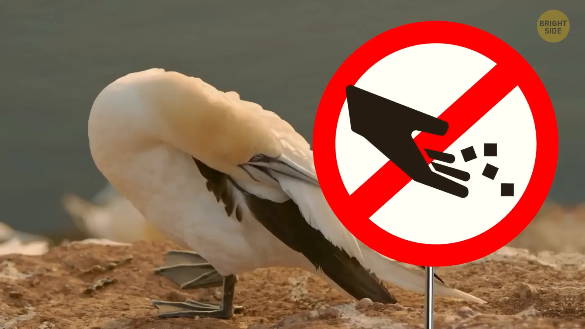 Things Are Banned in Antarctica: What You Need to Know 6 Seals in Antarctica
