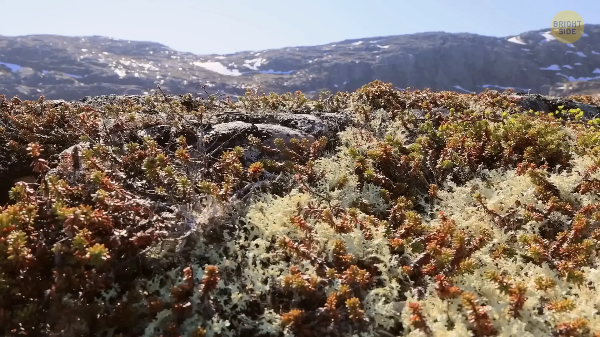 Things Are Banned in Antarctica: What You Need to Know 7 Lichens in Antarctica