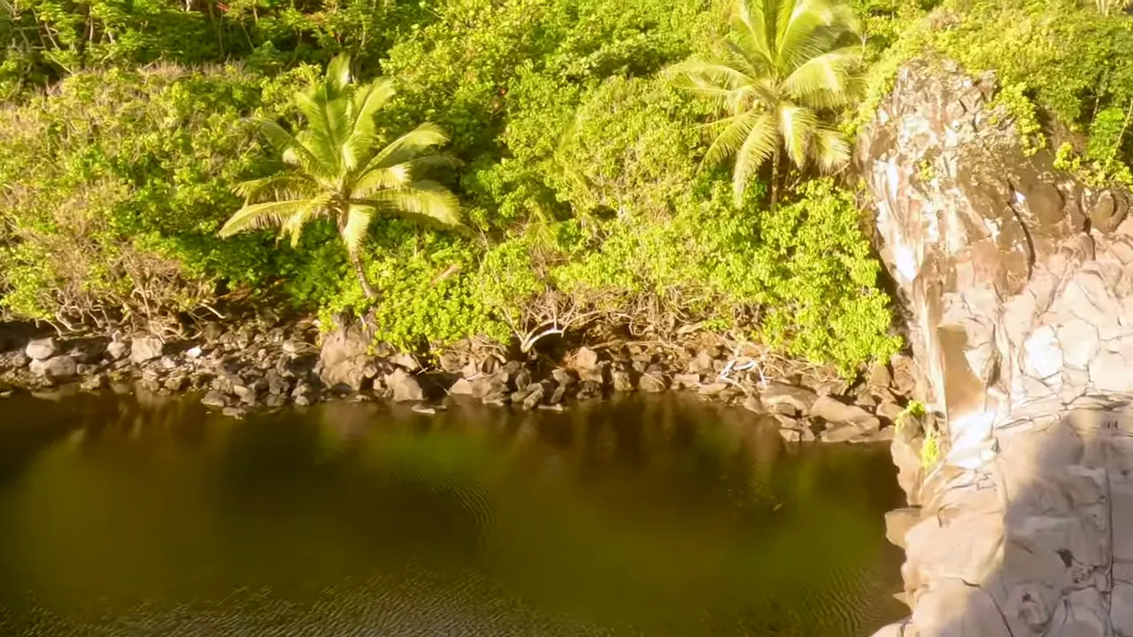 sunlit freshwater pool with rocky shore and palm trees overhead