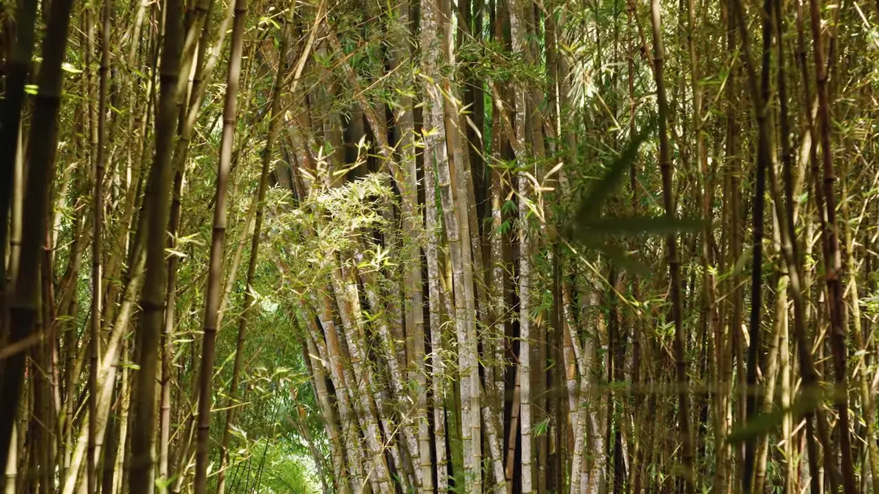 Dense bamboo grove with many tall stalks and sunlight filtering through
