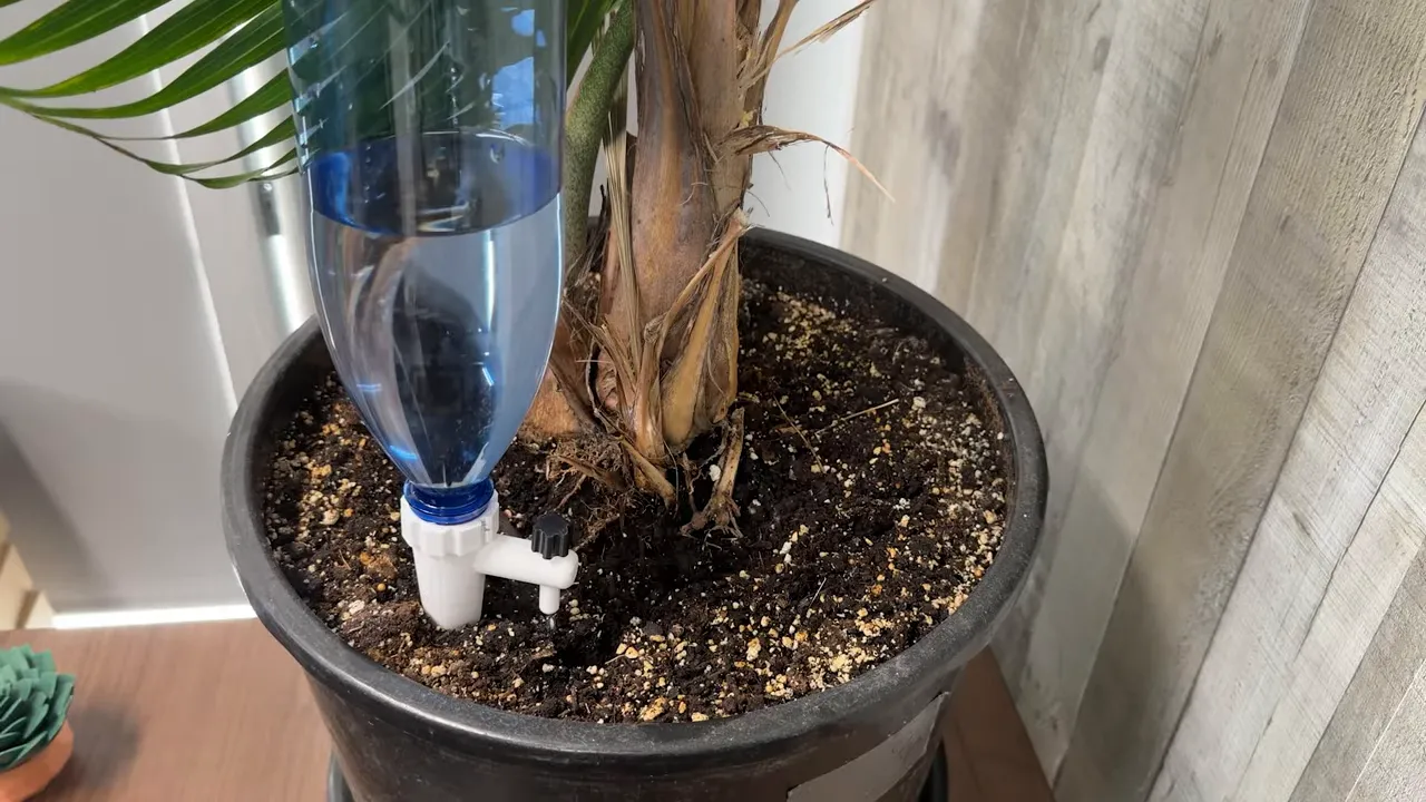 close-up of white bottle-fed drip irrigation stake inserted into soil with a small control knob