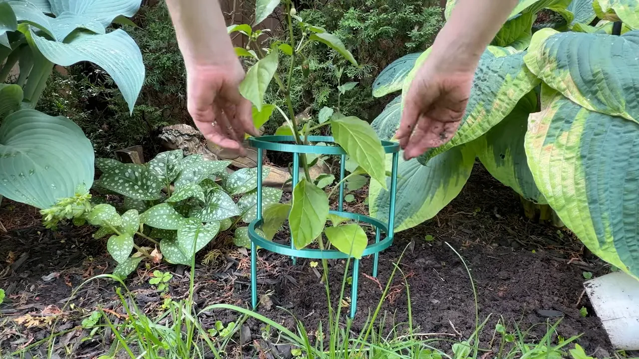 green plant support cage surrounding a young plant in a garden bed