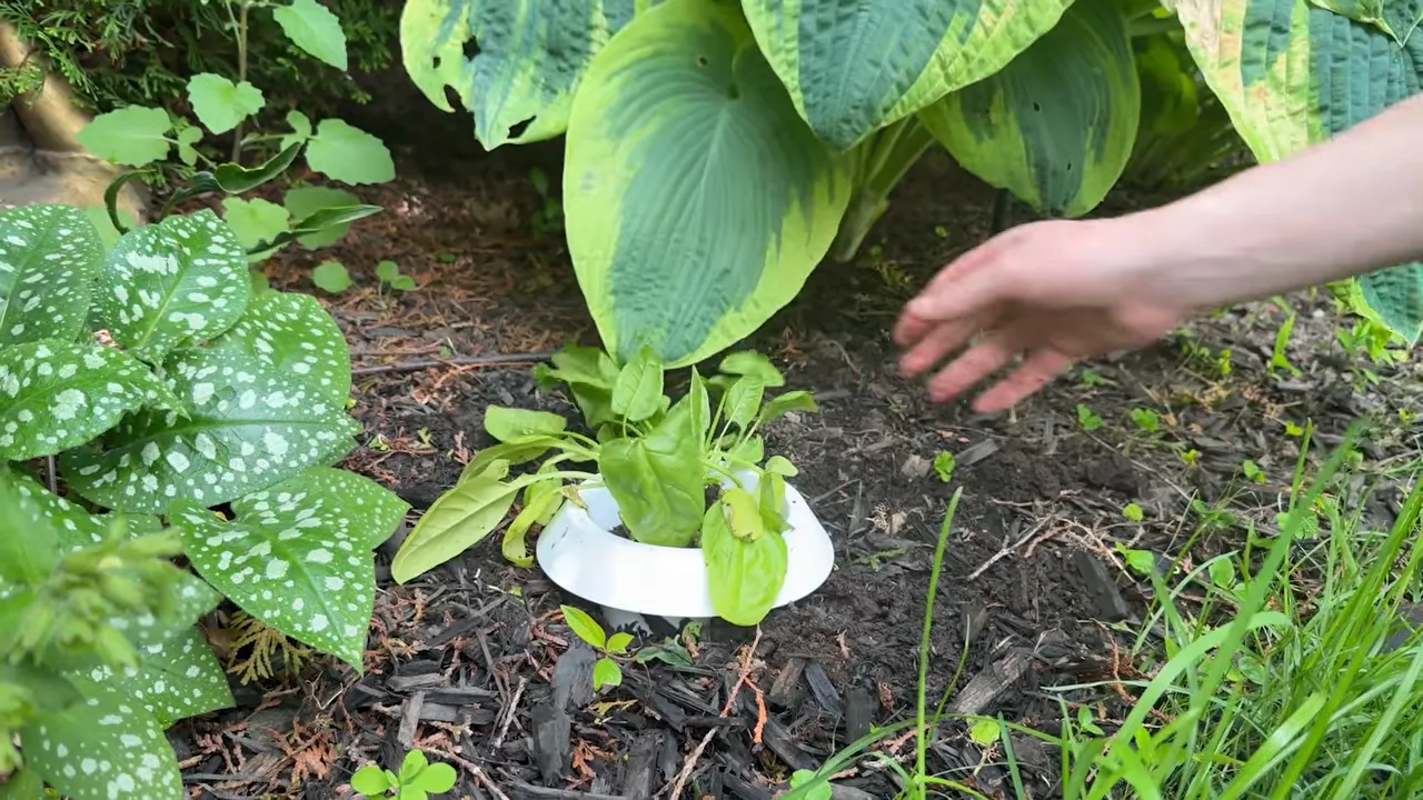 white snail guard installed around a small green plant in a garden bed