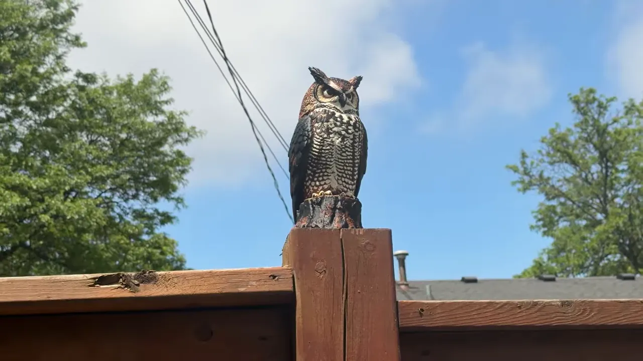 owl sculpture mounted on top of a wooden fence post against blue sky
