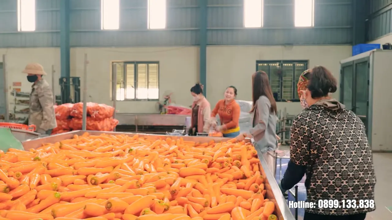 Công nhân phân loại và đóng gói cà rốt trong nhà xưởng