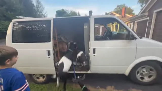 Several goats standing inside an open white cargo van while more goats gather outside the side door