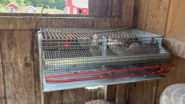 Wire quail cage mounted inside a wooden coop beside an open window