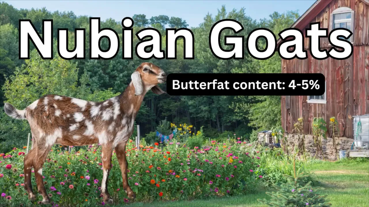 Close-up of a Nubian with long floppy ears