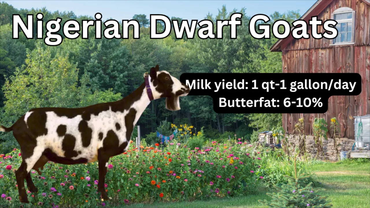 Playful Nigerian Dwarf kids hopping around a small enclosure