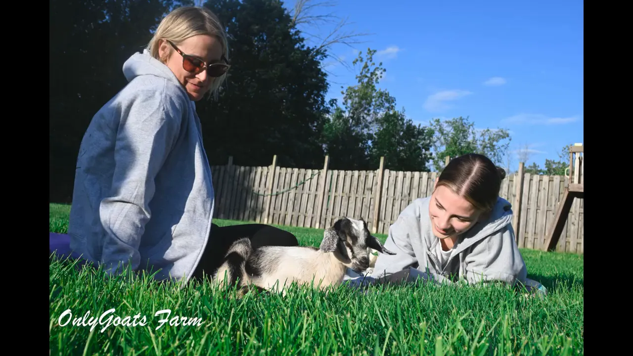 Goats lined up near a gate, interacting with the keeper