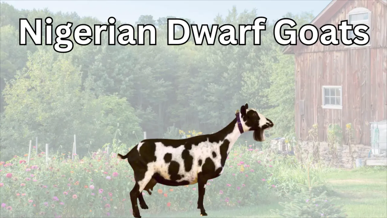 Small goats near a wooden fence, testing the boundaries