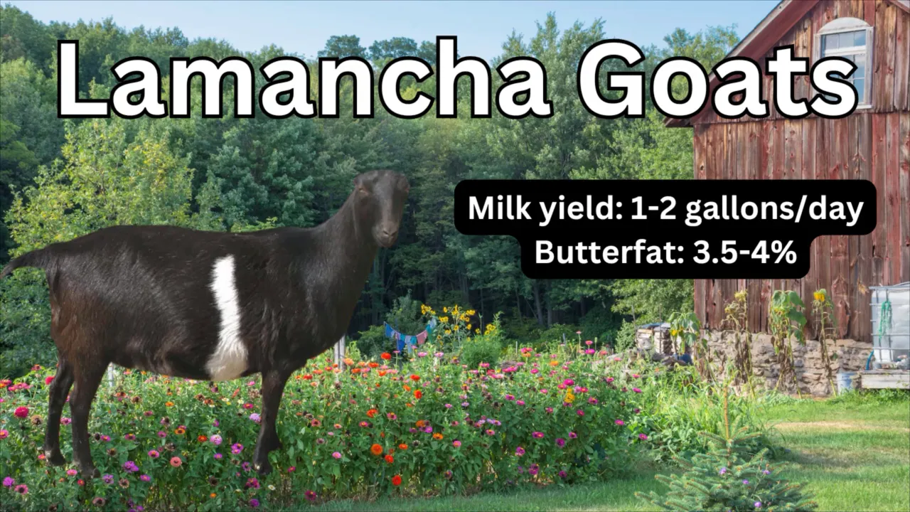 Lamancha goat with tiny 'elf' ears