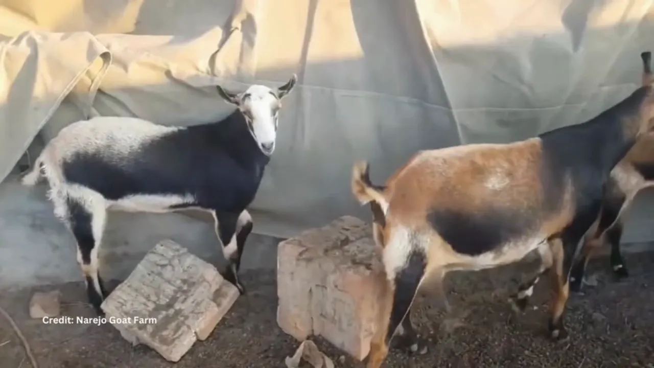 Barbari goat small framed with short ears