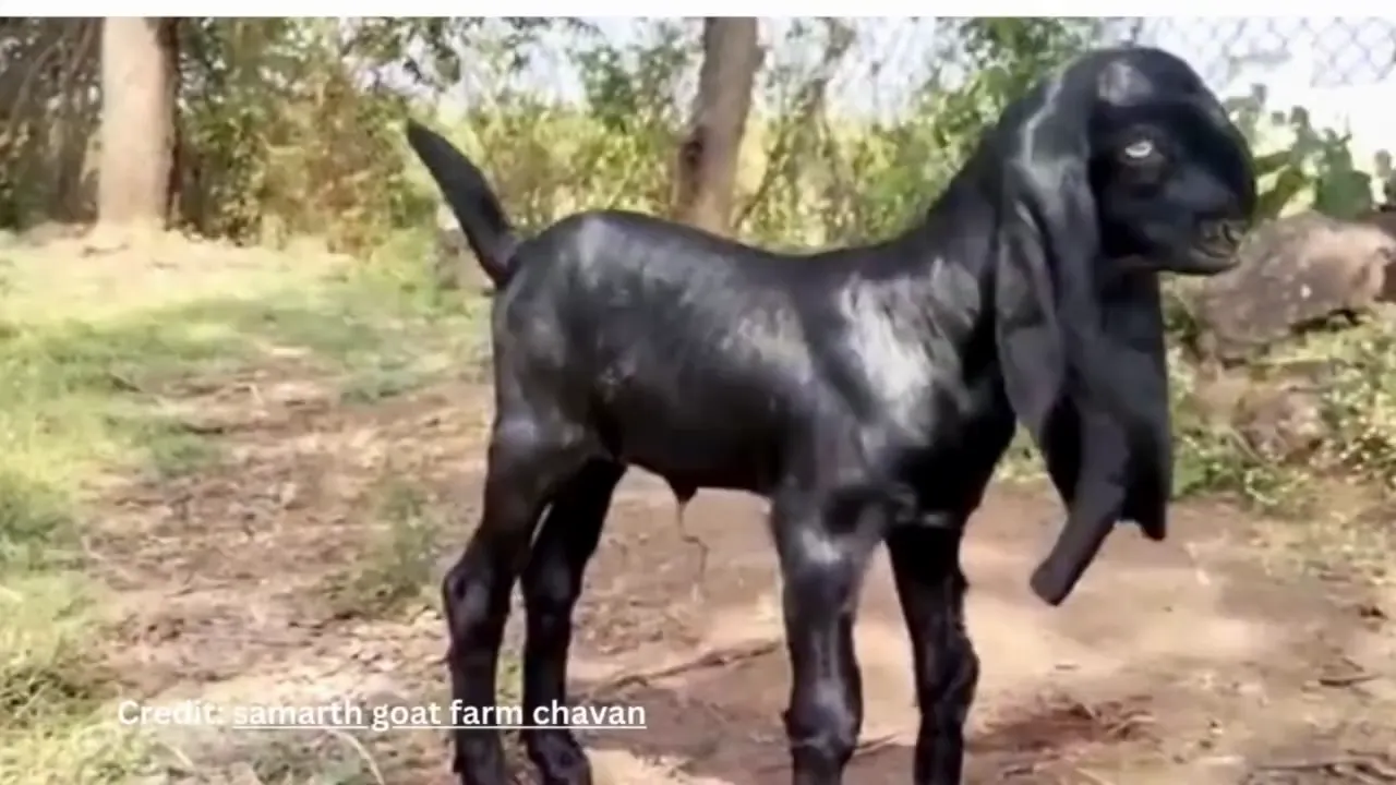 Beetal goat with long drooping ears and glossy coat
