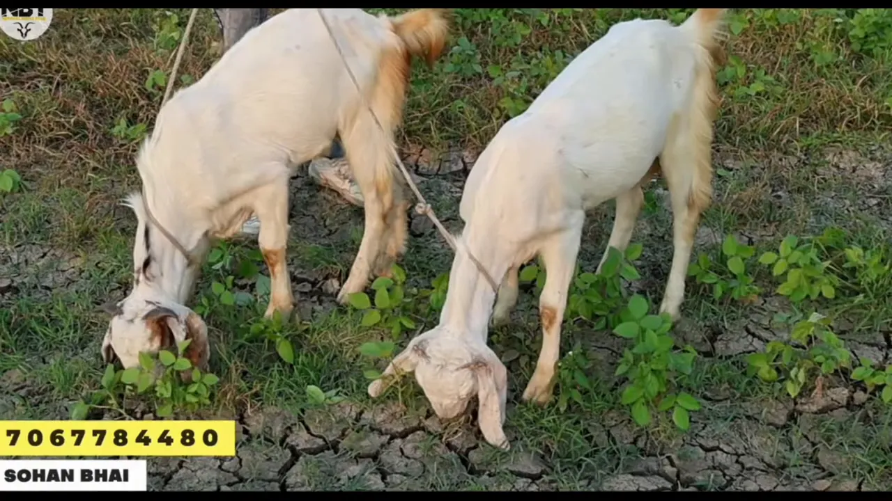 Jamnapari goat showing long ears and long hind leg hair