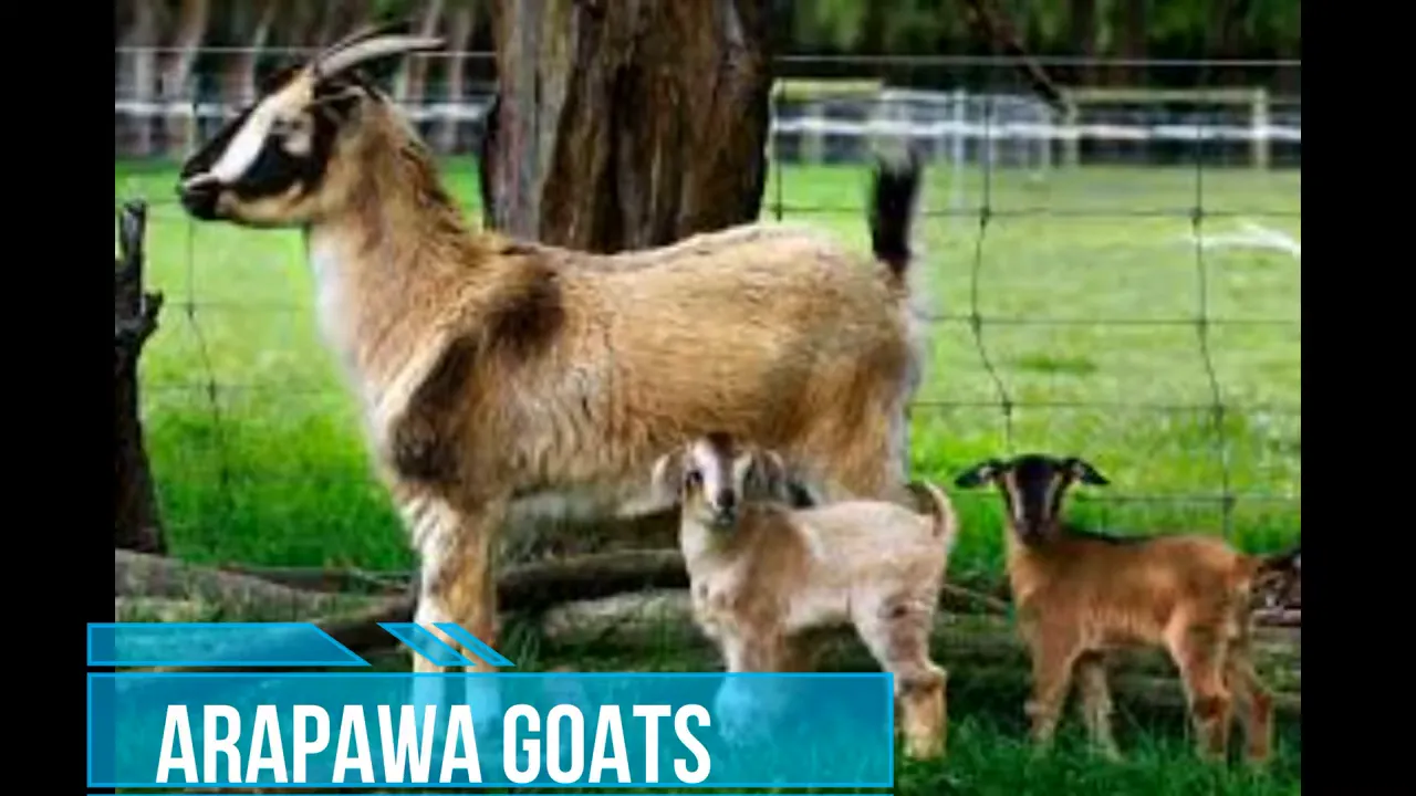 Arapawa goat with sweeping outward horns on island pasture