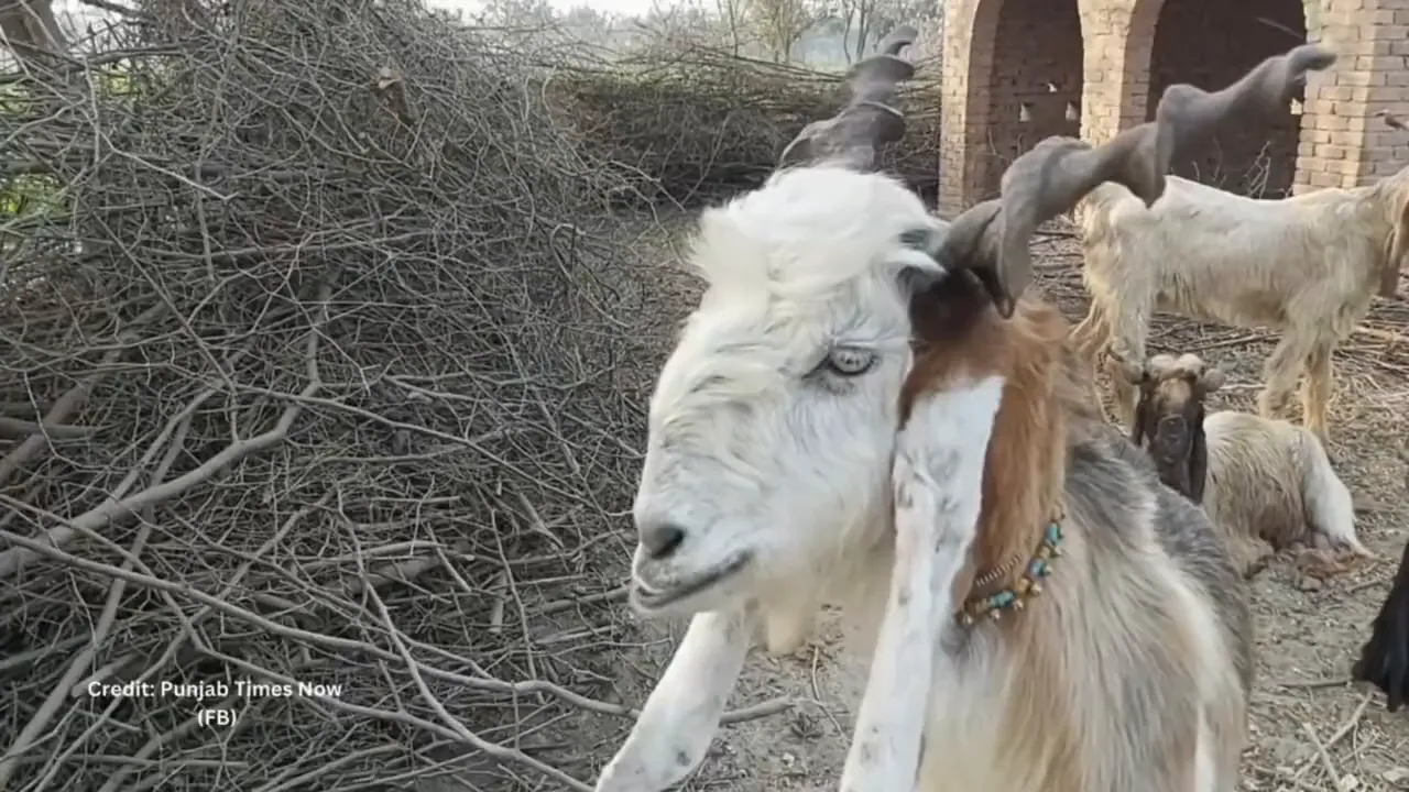 Dera Din Panah goat profile showing twisted horns
